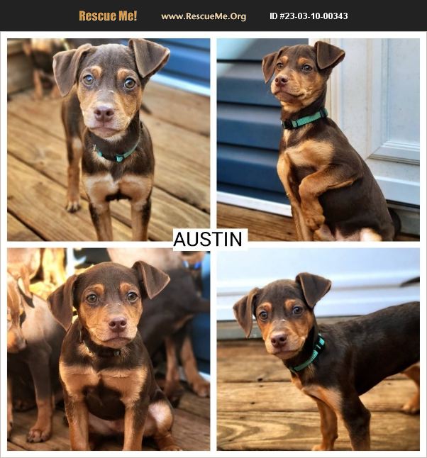 ADOPT 23031000343 Miniature Pinscher Rescue Chicago, IL