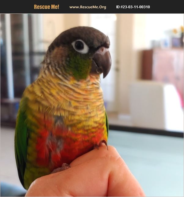 ADOPT 23031100310 Pet Bird Rescue New Port Richey, FL