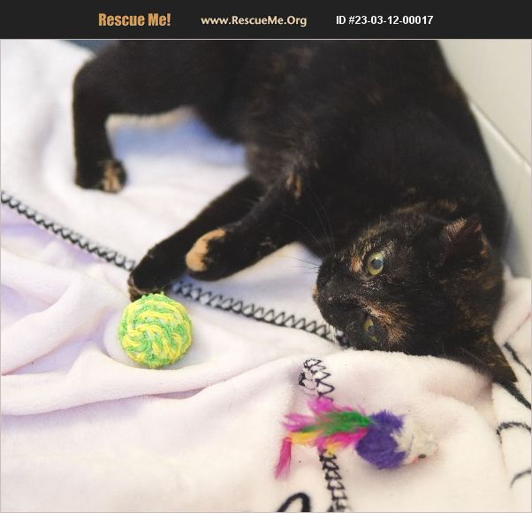 ADOPT 23031200017 Domestic Cat Rescue Palm Beach Gardens, FL