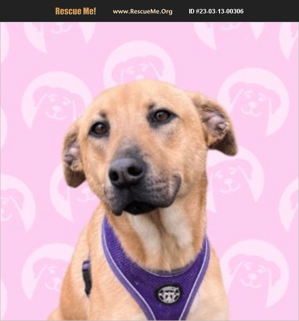 ADOPT 23031300306 Lab Rescue San Diego, CA