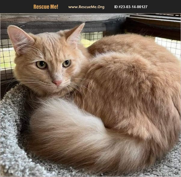 ADOPT 23031400127 Domestic Cat Rescue Lakeland, FL