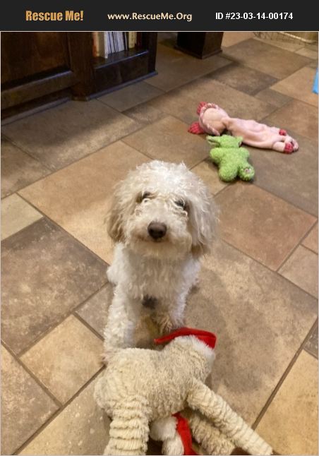 ADOPT 23031400174 ~ Poodle Rescue ~ Dallas, TX