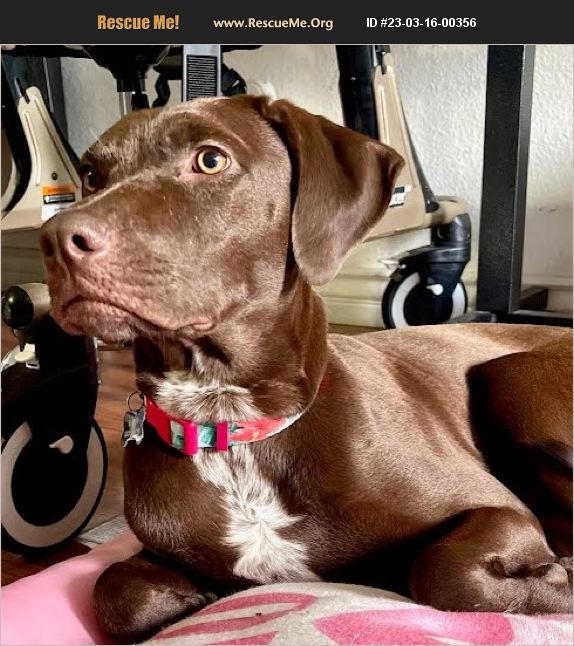 ADOPT 23031600356 German Shorthaired Pointer Rescue Santa Monica, CA