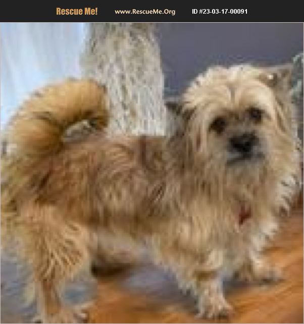 ADOPT 23031700091 Norwich Terrier Rescue Dalton, GA