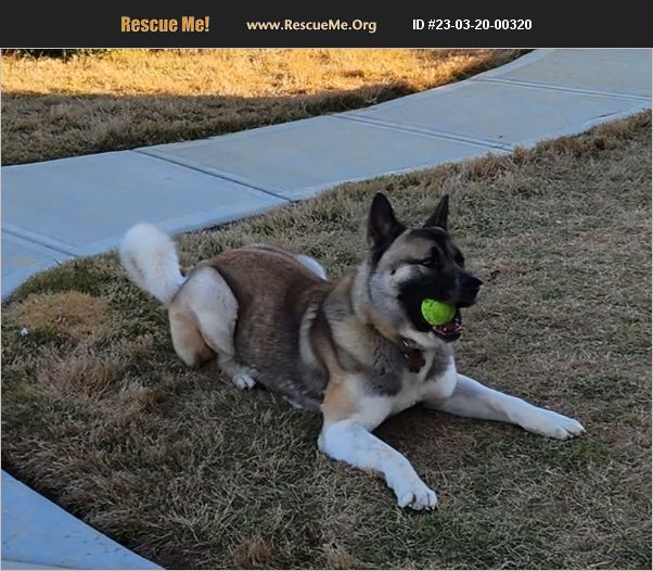 Akita Dog Rescue Escape Walkthrough Akita Rescue Group Helps Newtown Shelter – The Newtown Bee