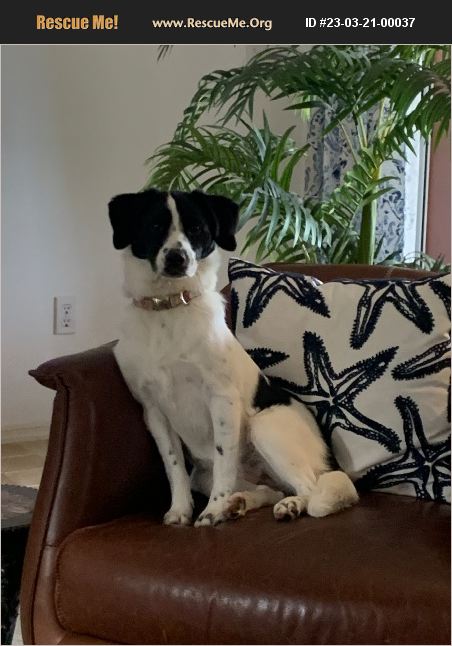 ADOPT 23032100037 ~ Feist Rescue ~ Bradenton, FL