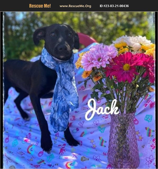 ADOPT 23032100436 Lab Rescue Sebring, FL