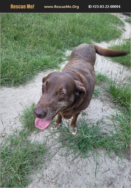 ADOPT 23032200094 ~ Lab Rescue ~ Aiken, SC