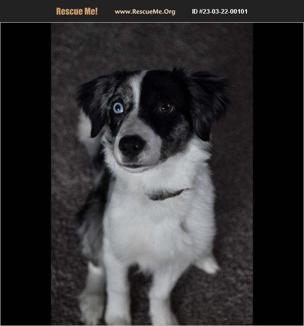 ADOPT 23032200101 Australian Shepherd Rescue Lebanon, TN