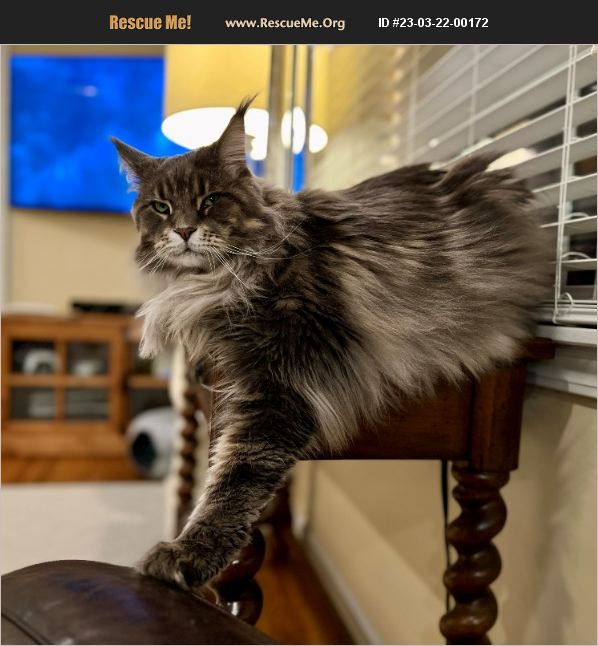 ADOPT 23032200172 Maine Coon Rescue Memphis, TN