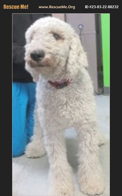 ADOPT 23032200232 ~ Poodle Rescue ~ INVERNESS, FL