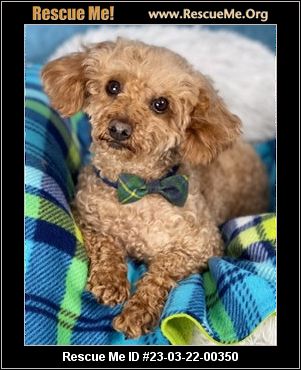 Toy Poodle Puppies for Sale  Available in Tucson & Phoenix AZ