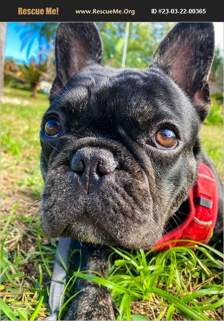 ADOPT 23032200365 ~ French Bulldog Rescue ~ Merritt Island, FL