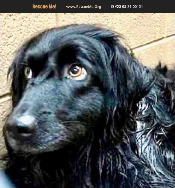 ADOPT 23032400131 FlatCoated Retriever Rescue Raleigh, NC