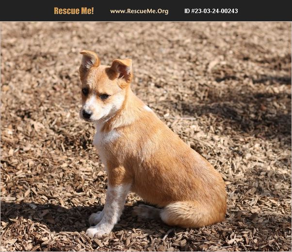 ADOPT 23032400243 Australian Cattle Dog Rescue Paso Robles, CA
