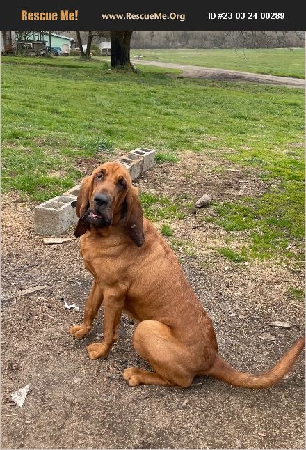 Adopt Bloodhound Rescue Eugene Or