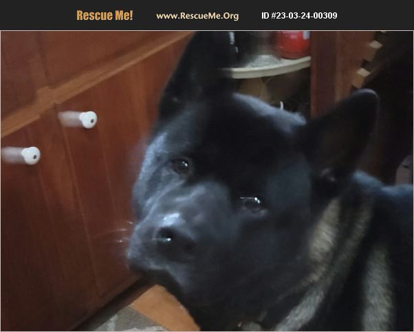 ADOPT 23032400309 ~ Akita Rescue ~ WAYNETOWN, IN