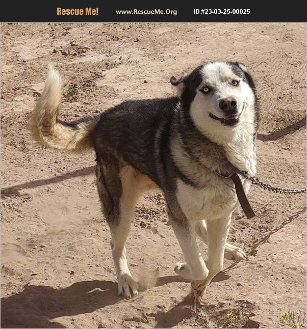 ADOPT 23032500025 Siberian Husky Rescue El Paso, TX
