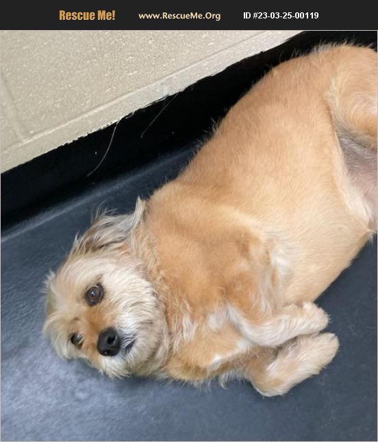 ADOPT 23032500119 Cocker Spaniel Rescue Barnwell, SC