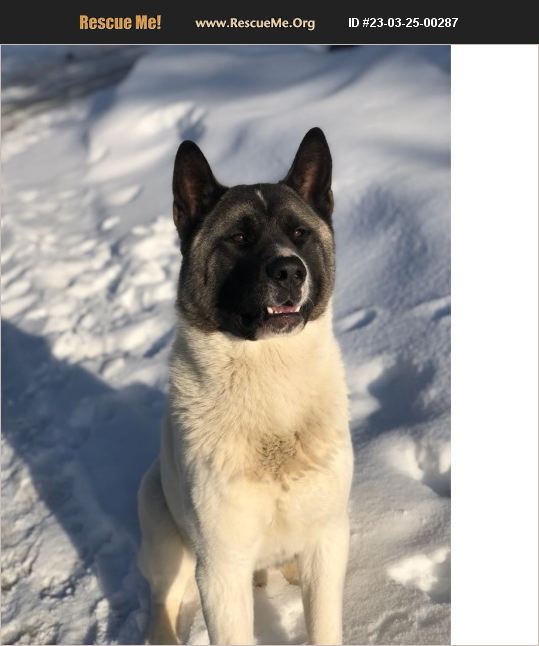 Mickie Harris Akita Rescue Adopt 23032500287 ~ Akita Rescue ~ Thompson Falls, Mt