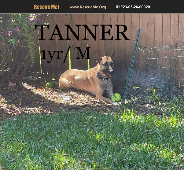 ADOPT 23032600020 German Shepherd Rescue Spring Hill, FL