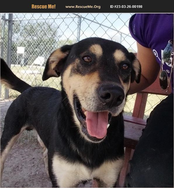 ADOPT 23032600198 Australian Kelpie Rescue Edinburg, TX