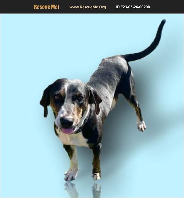 ADOPT 23032600208 Black and Tan Coonhound Rescue Houston, TX