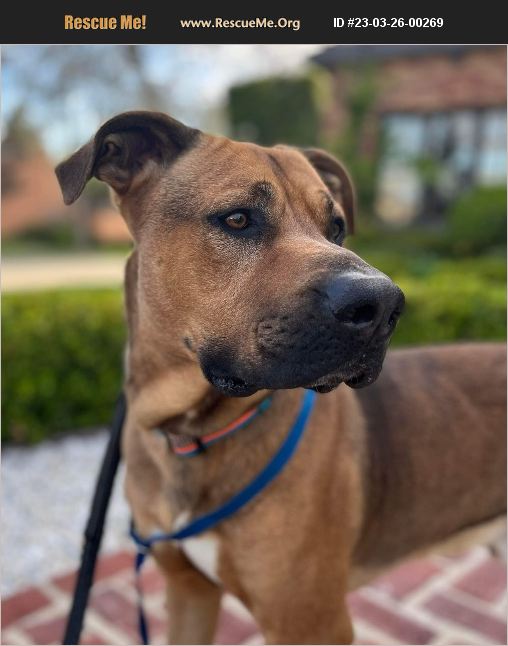 ADOPT 23032600269 Rhodesian Ridgeback Rescue Van Nuys, CA