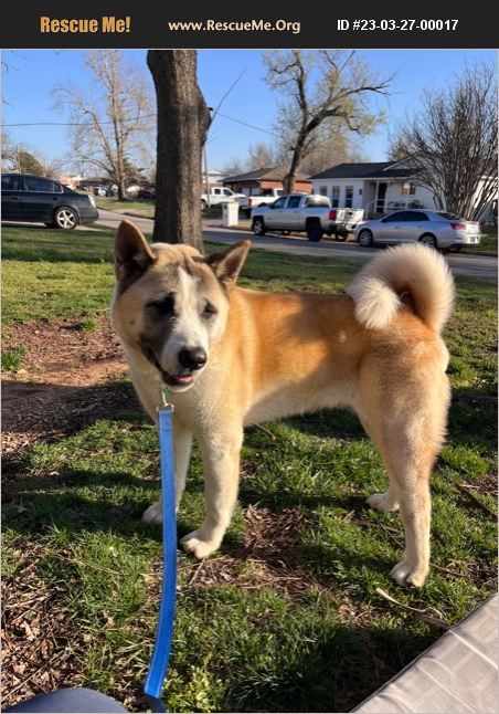 ADOPT 23032700017 ~ Akita Rescue ~ Royse City, TX