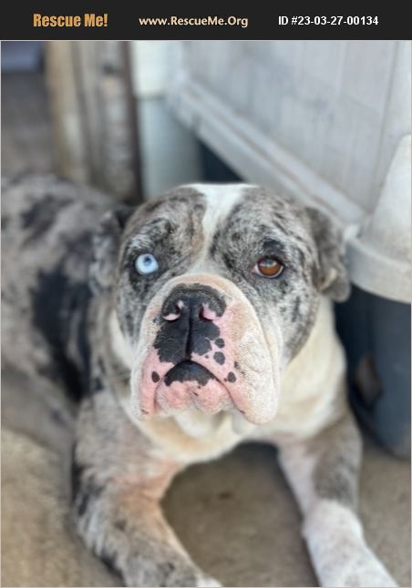 adopt-23032700134-bulldog-rescue-amarillo-tx