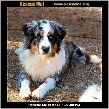 modtagende jern Tilkalde Arizona Australian Shepherd Rescue - ADOPTIONS - Rescue Me!