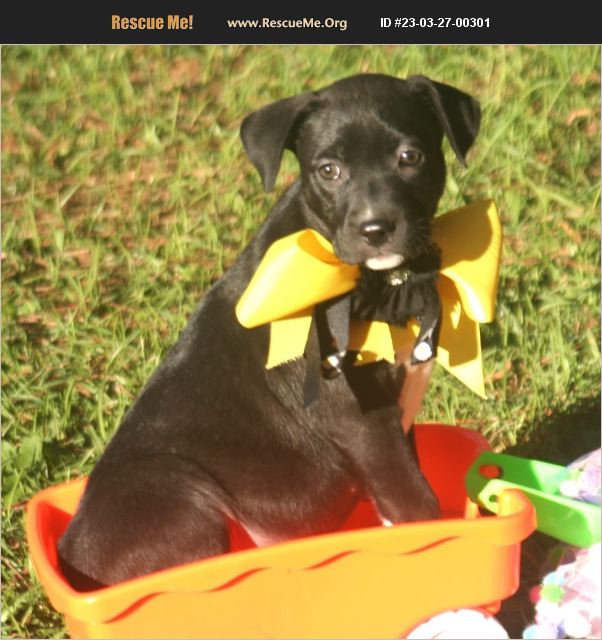 ADOPT 23032700301 Lab Rescue Jesup, GA