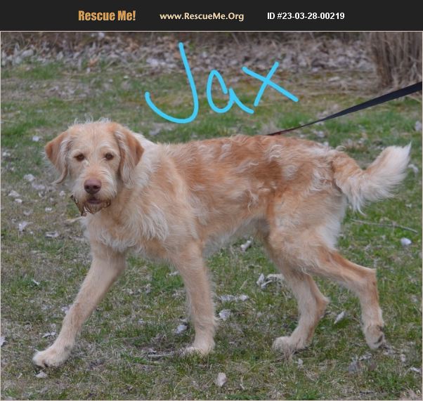 ADOPT 23032800219 Golden Retriever Rescue Lebanon, MO