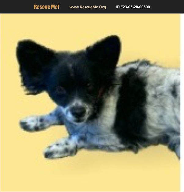 ADOPT 23032800300 Papillon Rescue Thompson Falls, MT