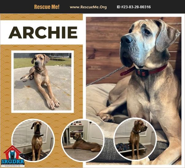 ADOPT 23032800316 Great Dane Rescue North Carolina