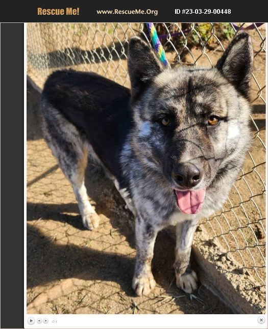 ADOPT 23032900448 Akita Rescue Romoland, CA