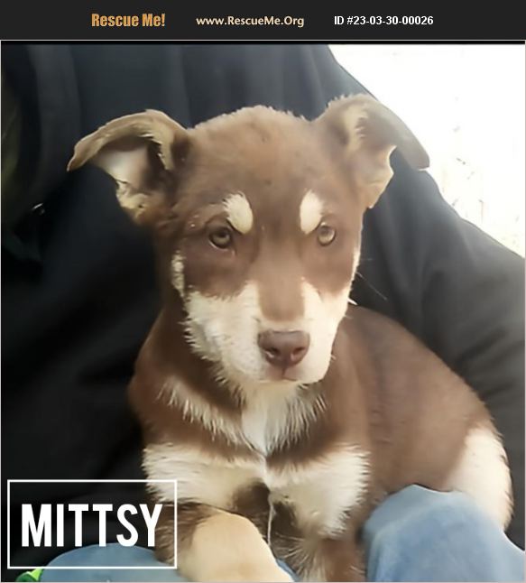 ADOPT 23033000026 Australian Kelpie Rescue East Dundee, IL