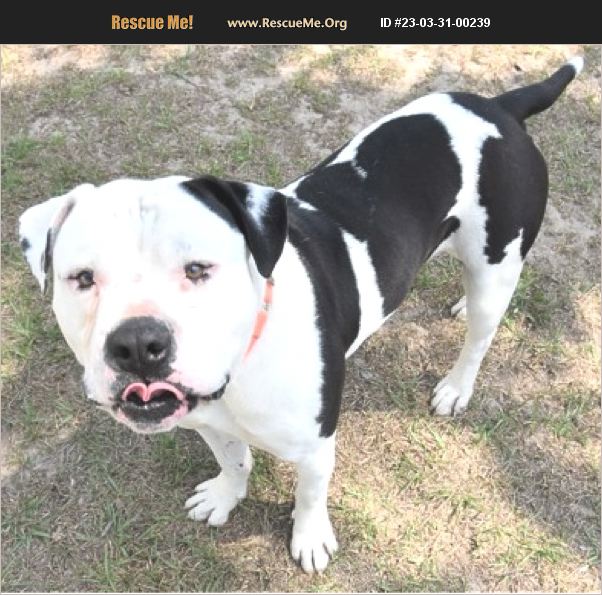 ADOPT 23033100239 Pit Bull Rescue INVERNESS, FL
