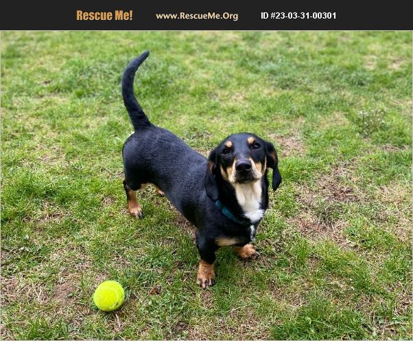 Adopt 23033100301 ~ Dachshund Rescue ~ Franklin County Oh