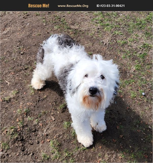 ADOPT 23033100421 Old English Sheepdog Rescue Liberty Center, OH