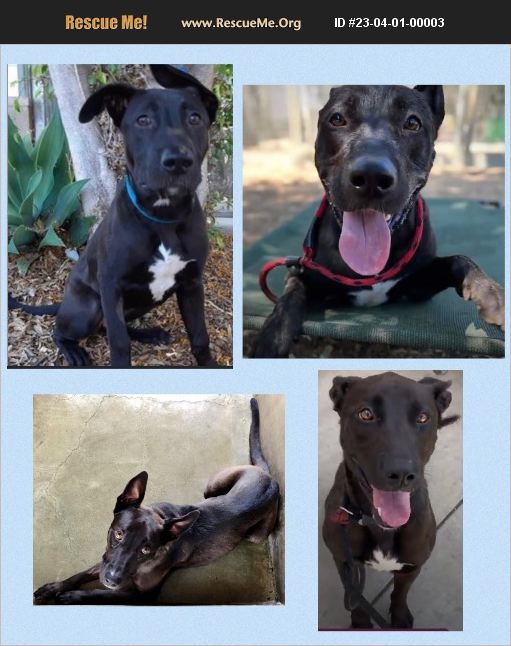 ADOPT 23040100003 Lab Rescue Van Nuys, CA