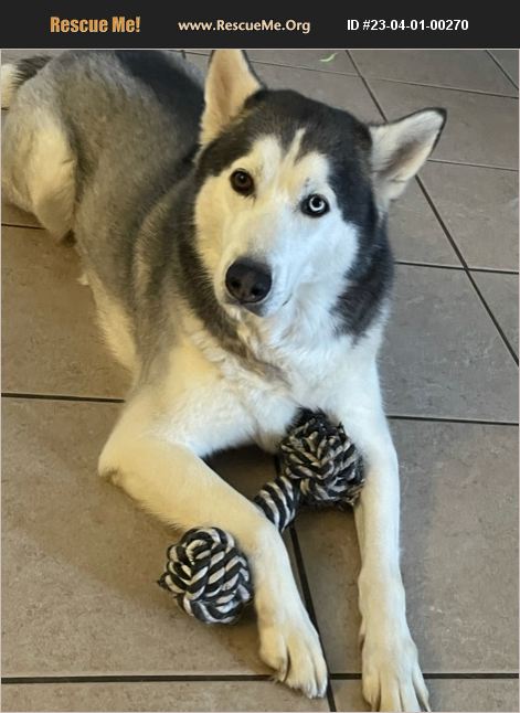 ADOPT 23040100270 ~ Siberian Husky Rescue ~ Bradenton, FL