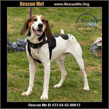 American foxhound sale rescue