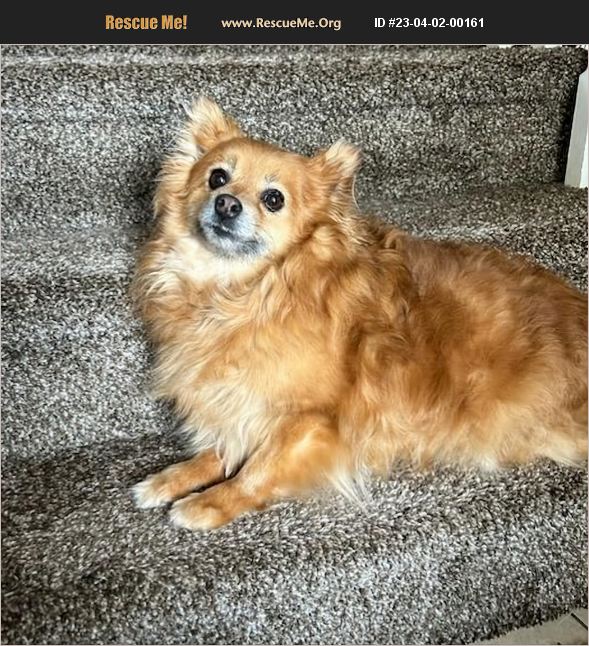ADOPT 23040200161 Pomeranian Rescue Lebanon, PA