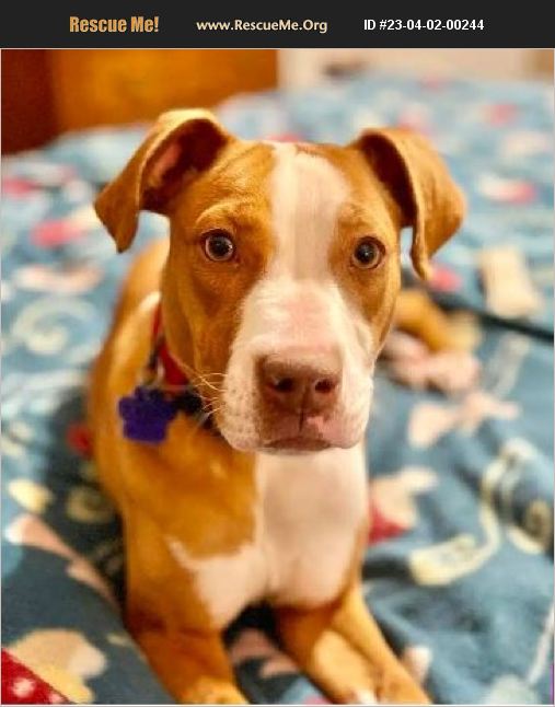 ADOPT 23040200244 Pit Bull Rescue Mead, CO