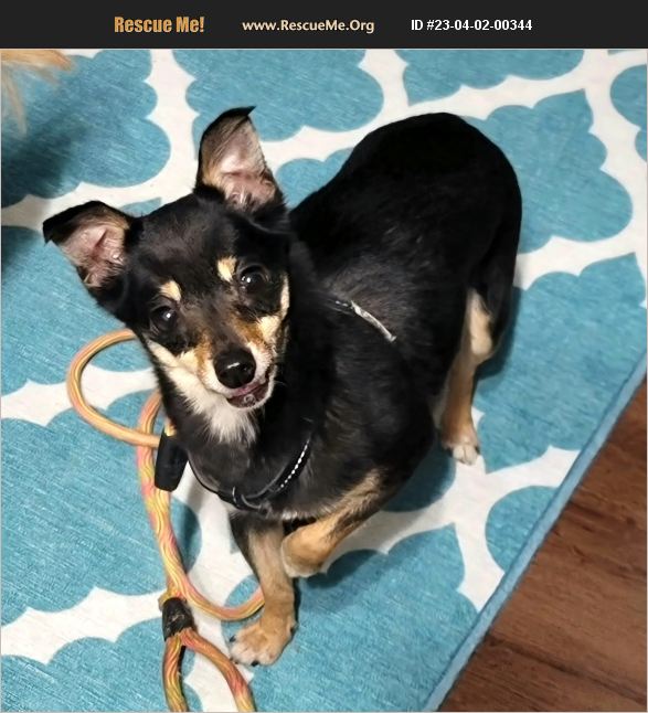 ADOPT 23040200344 Pomeranian Rescue Lebanon, PA