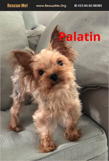 Adopt Yorkie Rescue Raleigh Nc