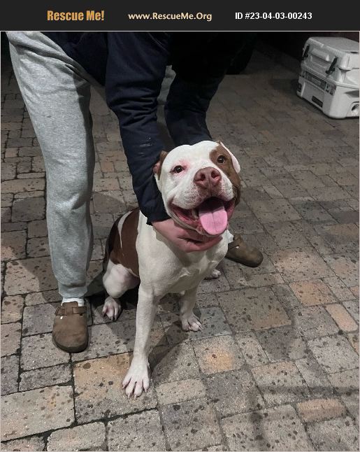 ADOPT 23040300243 Pit Bull Rescue Ogden, UT