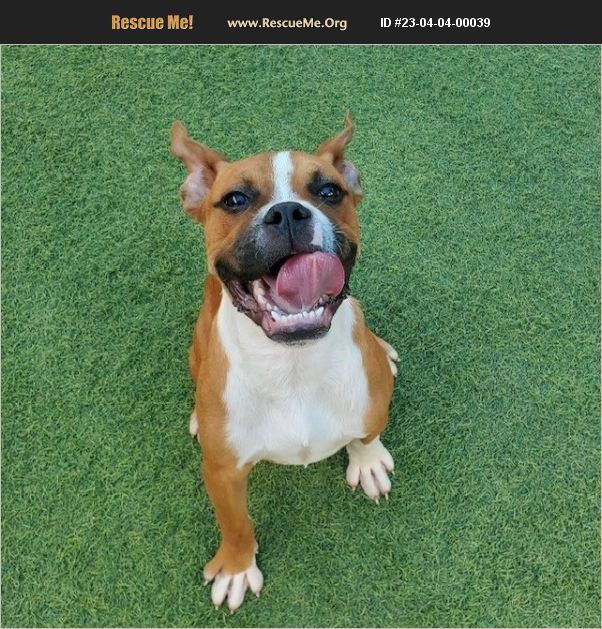 ADOPT 23040400039 Boxer Rescue Chittenden County, VT