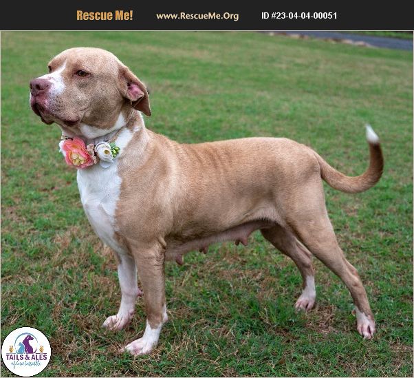 ADOPT 23040400051 Pit Bull Rescue Guntersville, AL